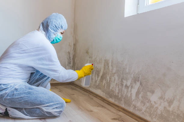 Professional mold removal team in Buffalo Grove